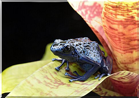 Poison dart frogs: habitat