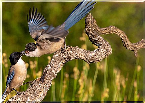 A male corvid earns the female's attention