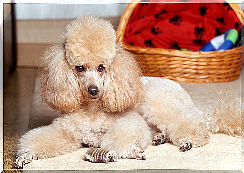 Poodle posing for the camera