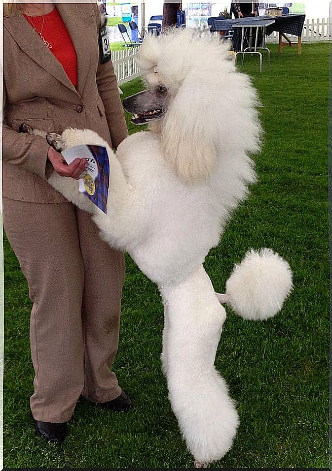 White poodle standing next to its owner