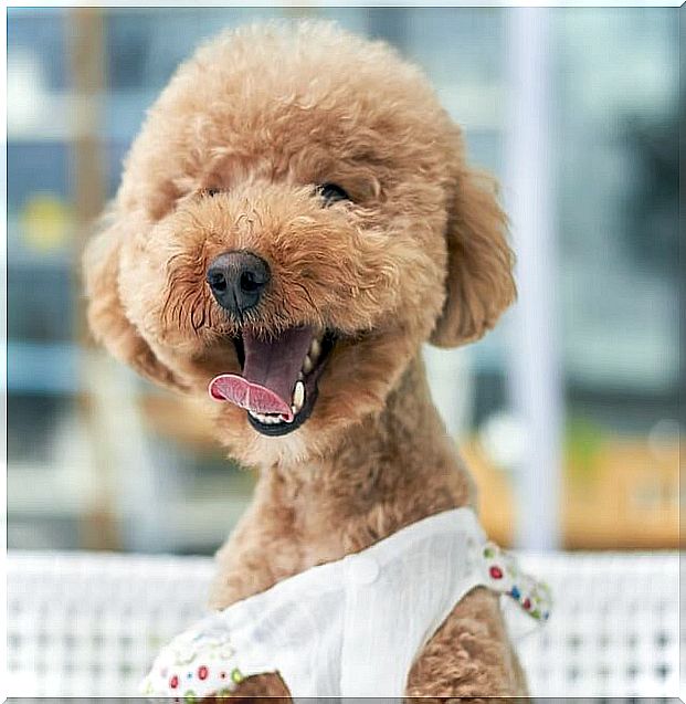 Baby poodle smiling broadly