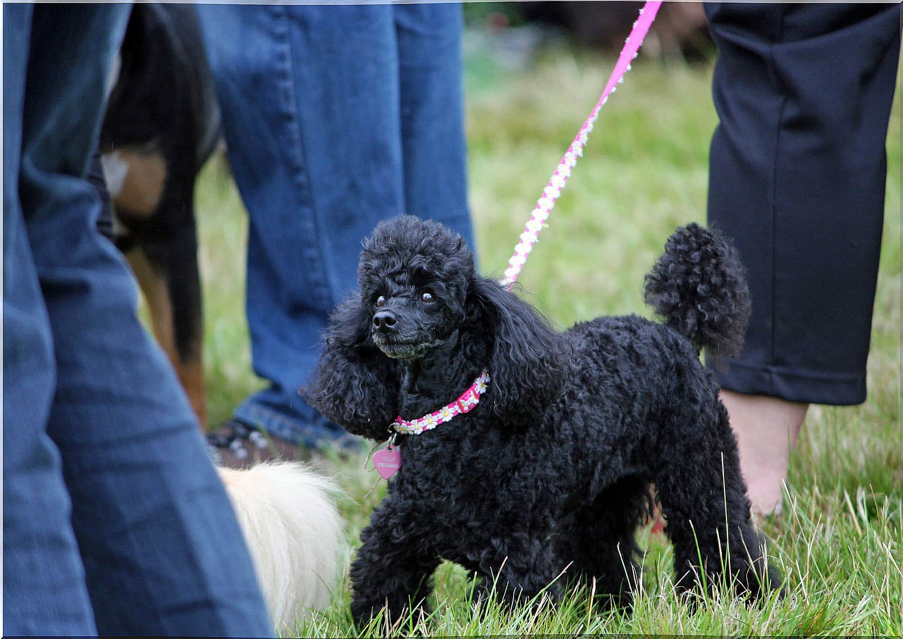 Black poodle on a leash