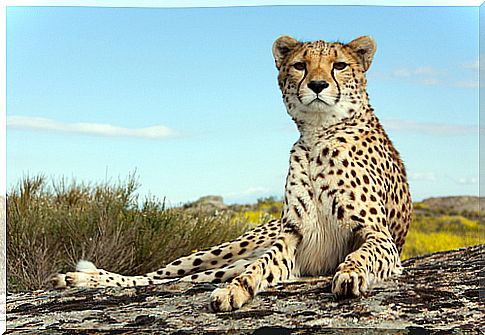 leopardo