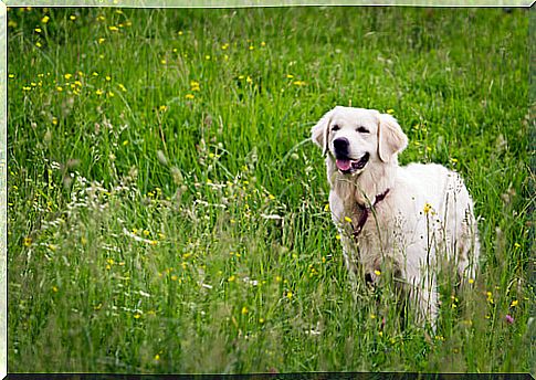 Prostate Cancer in Senior Dogs