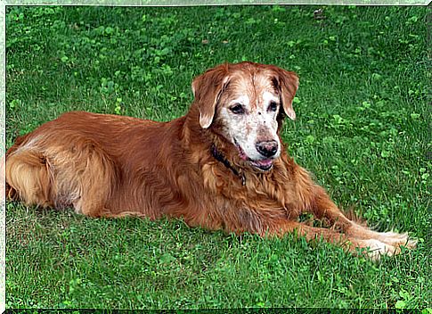 Dog lying on the grass