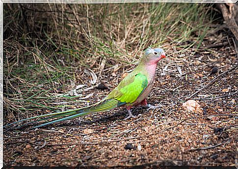 Polytelis alexandrae in Australia