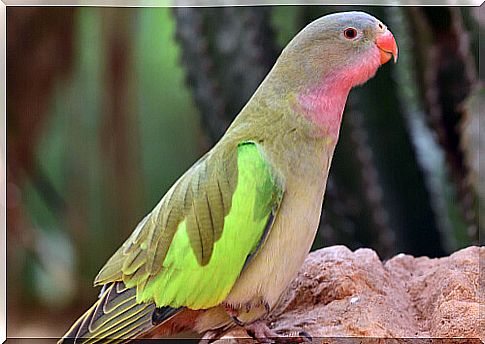 Queen Alexandra's parakeet on a rock