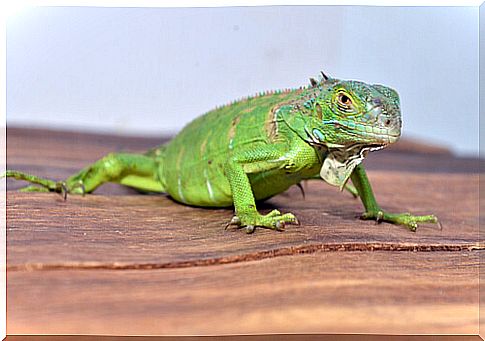 Raising iguanas: everything you need to know