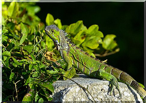 An iguana on a stone