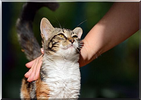 person stroking cat