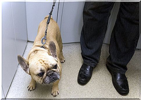 Regulations on dogs in public elevators