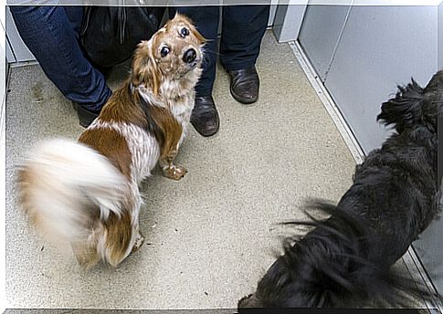 Dogs in elevators