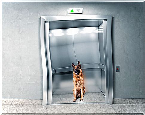 Dog in a lift