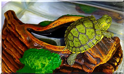 Terrarium for your turtle