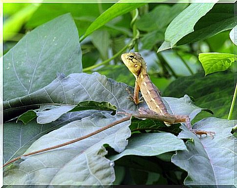 Difference between lizard and salamander