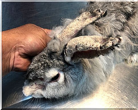 Scabies in the domestic rabbit