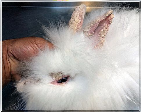 Scabies in rabbits: treatment