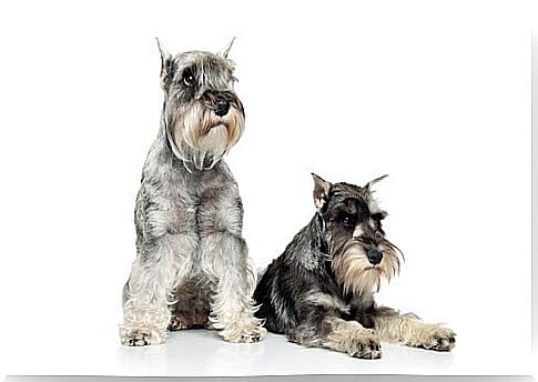 Schnauzer syndrome