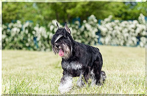 Schnauzer walking