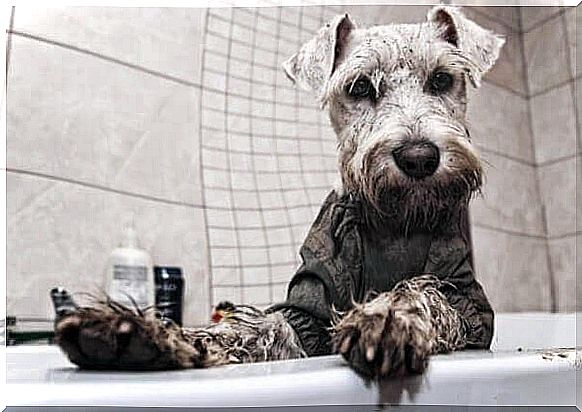 El baño con champú de hierbas se relacionó con el síndrome del schnauzer