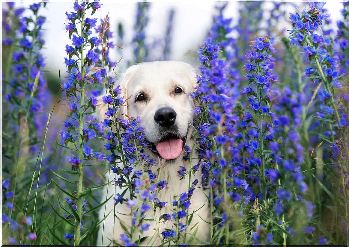 Seasonal allergy in dogs: everything you need to know