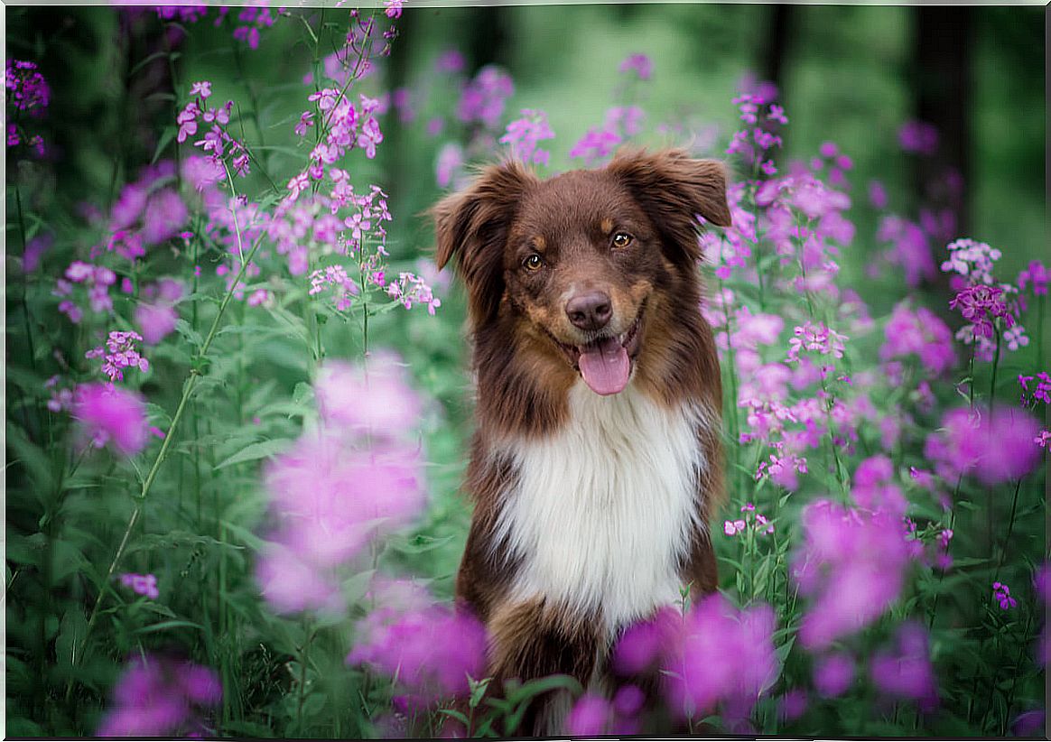 Seasonal allergy in dogs is more common than it sounds.