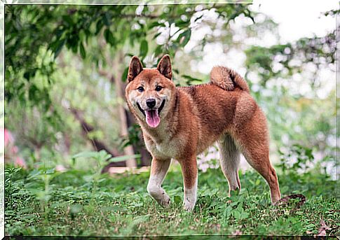 Shiba Inu: care and feeding