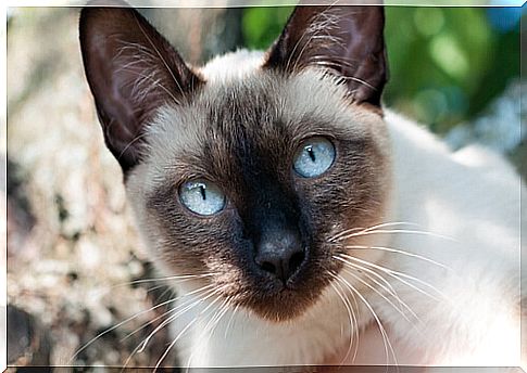 Siamese cats, cat elegance