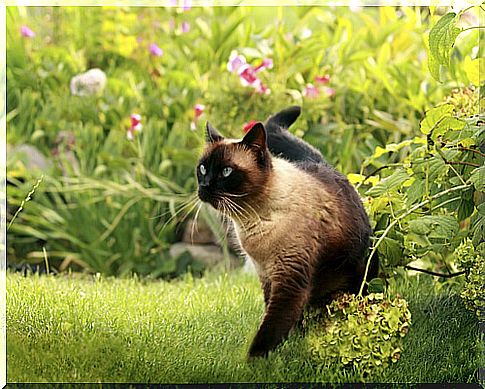 Siamese cat