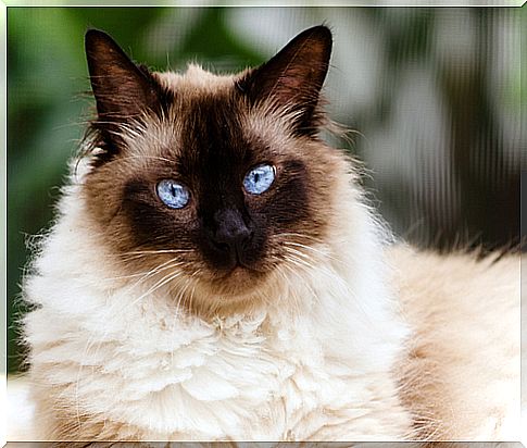 himalayan siamese cat