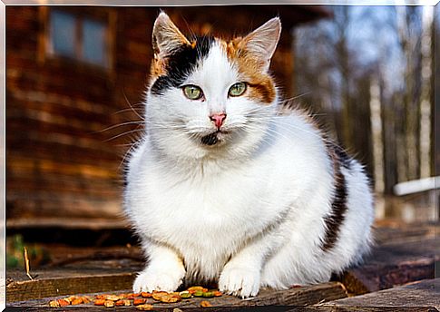 Signs of aging in your cat