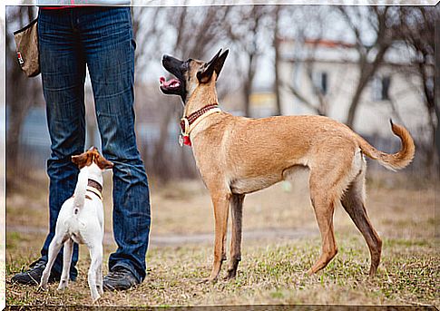 dogs understand person