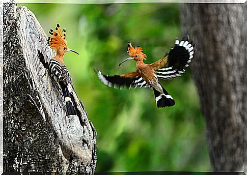 Some of the most curious birds in the world