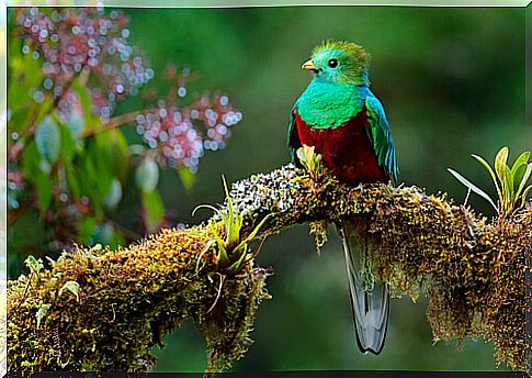 Quetzal bird Pharomachrus mocinno.