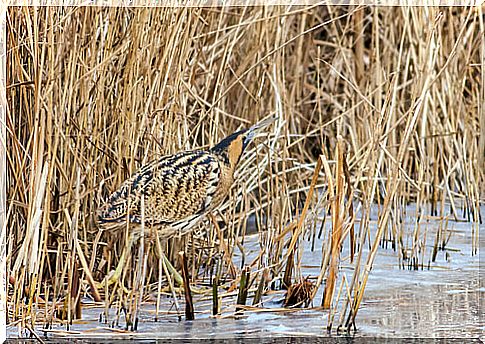 Bittern: most curious birds