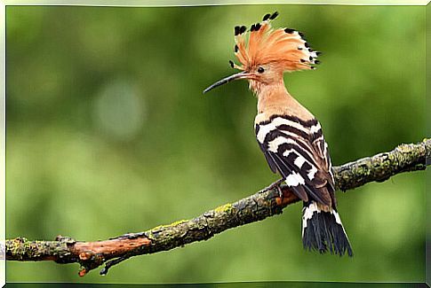 Hoopoe: most curious birds