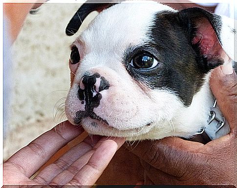 Persona acariciando a un cachorro