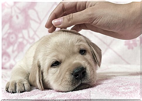 Stroking a puppy