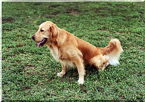 Specific diets for dogs with kidney disease