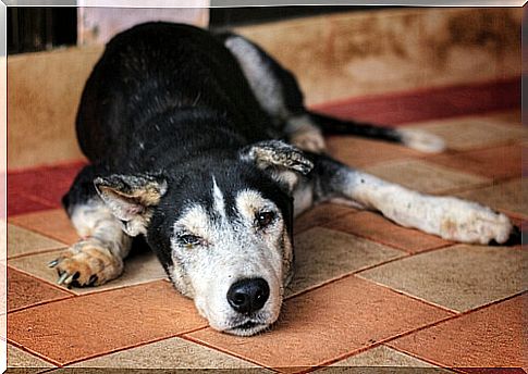 Senior dog lying down