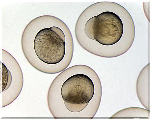 Fertilization and embryonic development of fish