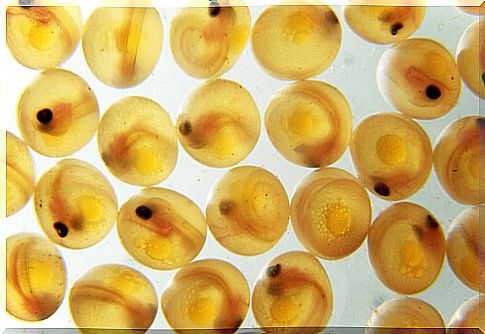 Fish eggs