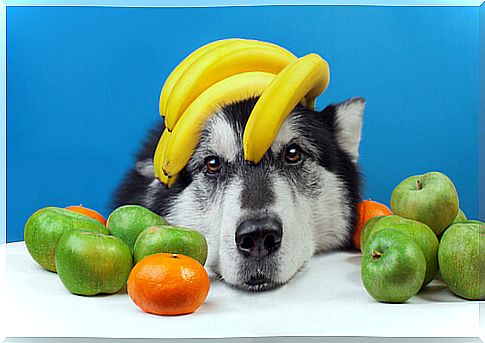 Summer fruits for your dog