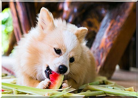 Dog with watermelon