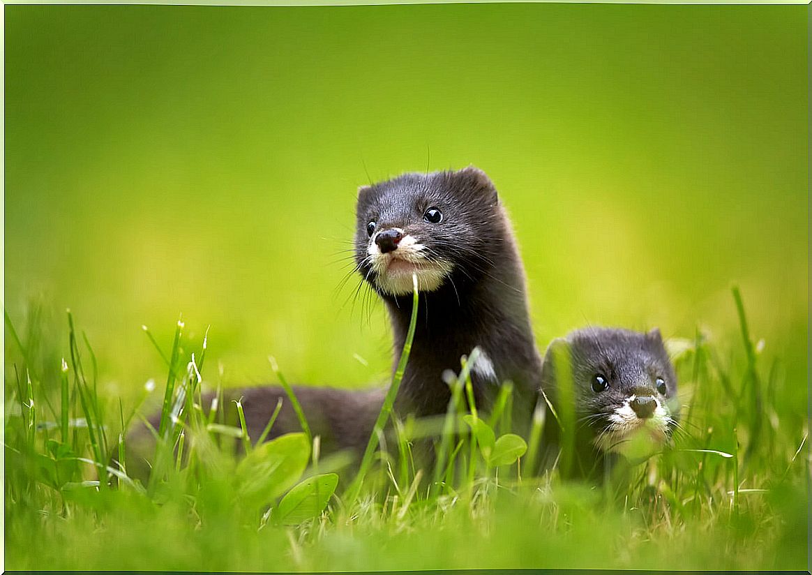 The European mink is critically endangered.