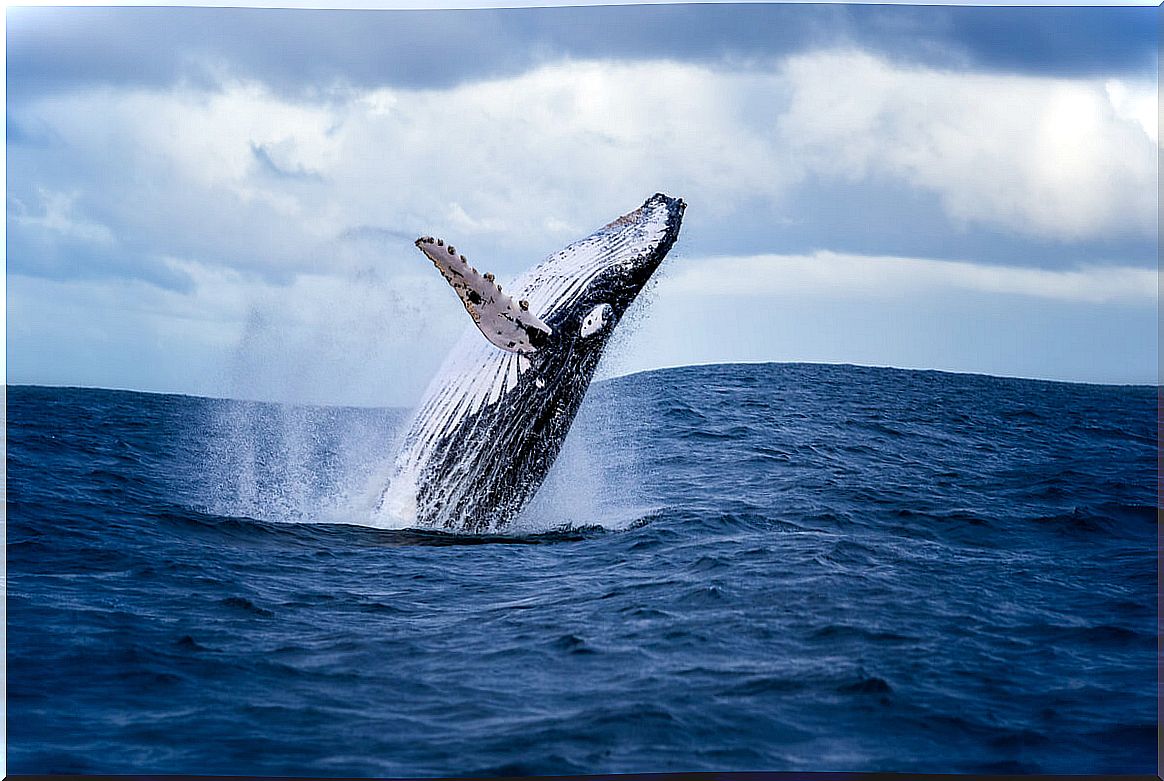 A jumping whale.