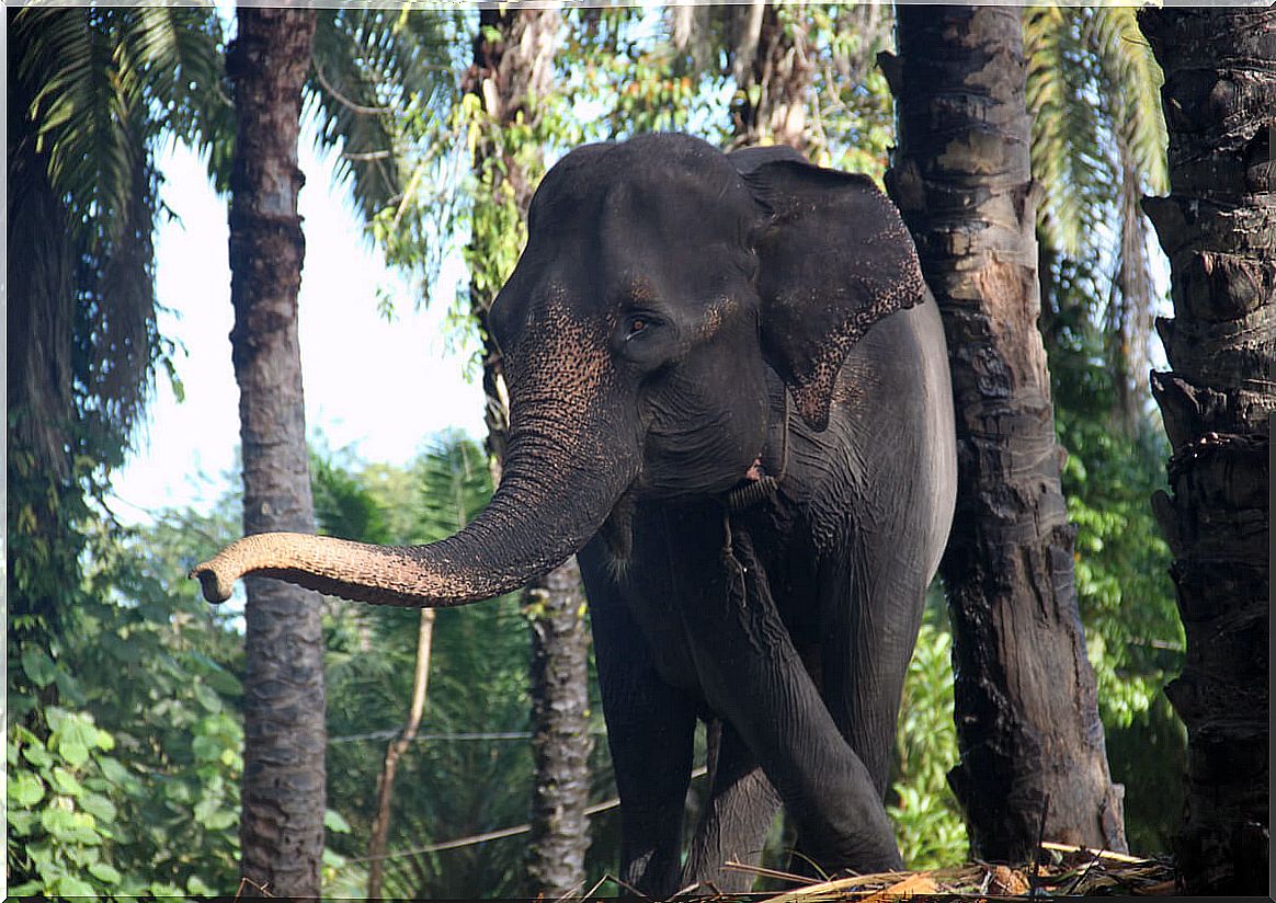 The sumatran elephant is one of the most threatened mammals.