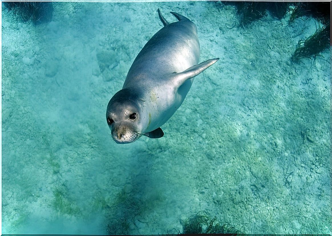 A swimming monk seal.