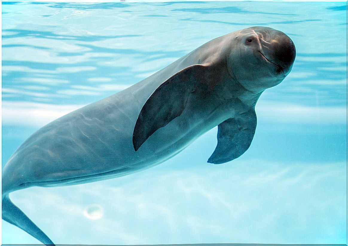 The porpoise is critically endangered.