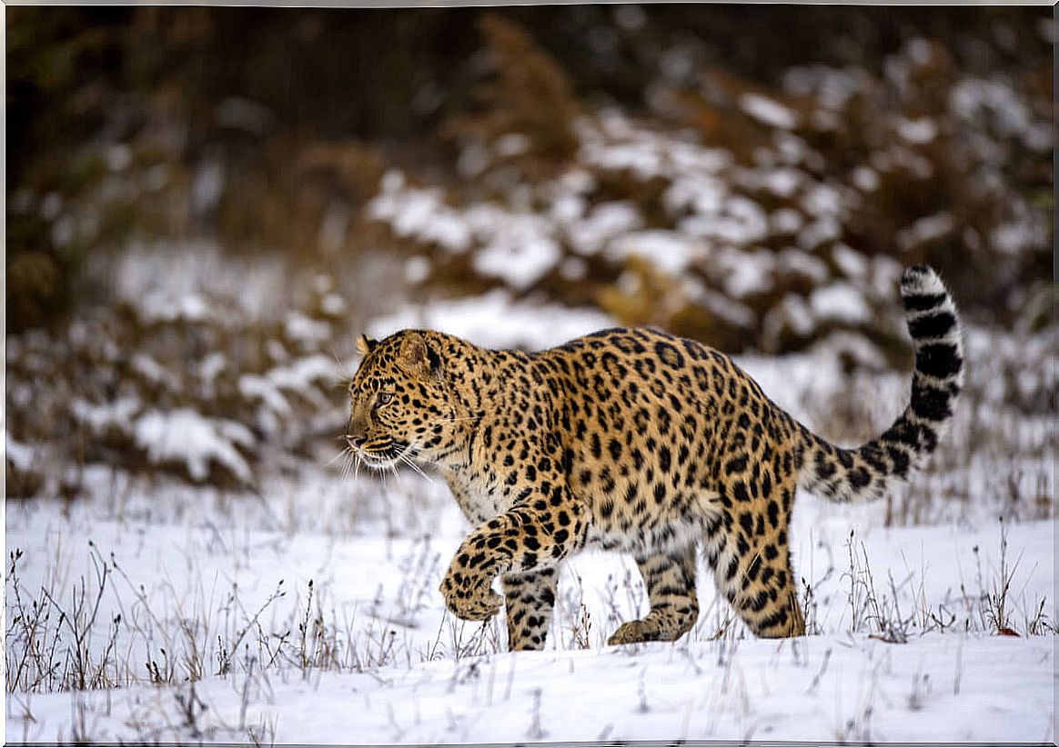 The amur leopard is another critically endangered animal.